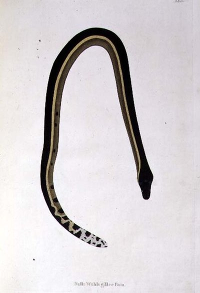 Nalla Wahlagillee Pam Snake z knihy „An Account of Indian Serpents sebraných z pobřeží Coromandel“ od Patricka Russella, Londýn od English School