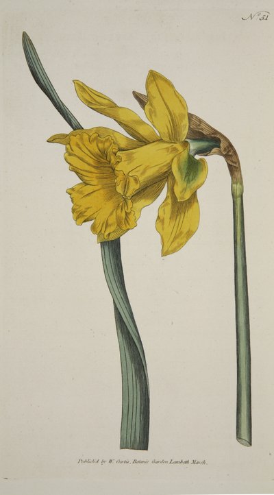 Narcis major (Velký narcis), z Botanického časopisu nebo Vystavena Květná zahrada, hospoda. 1793 (ručně kolorovaná rytina) od English School
