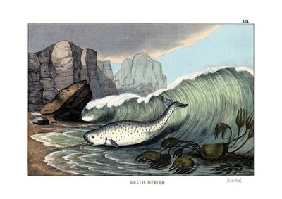 Narvalové od English School