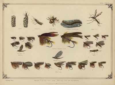 Přírodní mouchy a jejich larvy, umělé mušky na měsíce (barva litho) od English School
