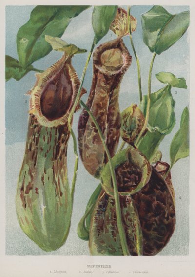 Nepenthes od English School