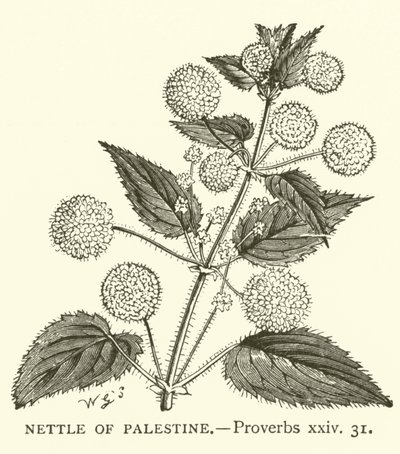 Nettle of Palestine, Proverbs, xxiv, 31 (rytina) od English School