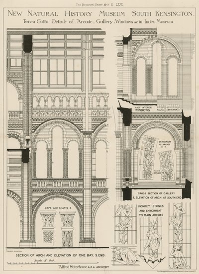 New Natural History Museum, South Kensington, Londýn od English School