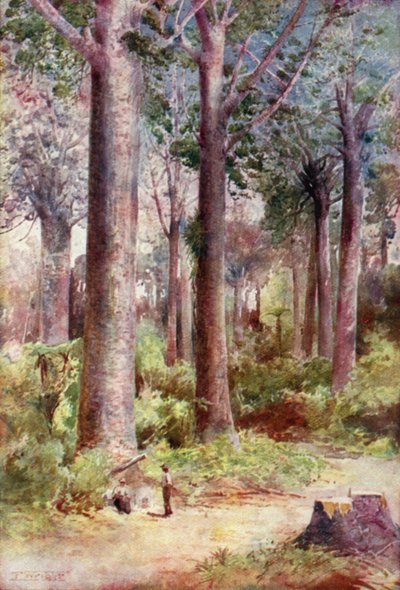 Nový Zéland: Kauri (barevná litografie) od English School