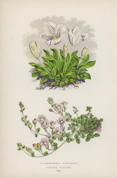 Nierembergia Rivularis; Linaria Villosa (barevná litografie) od English School