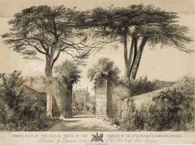 Severní pohled na cedrové stromy v Gardens of the Apothecary