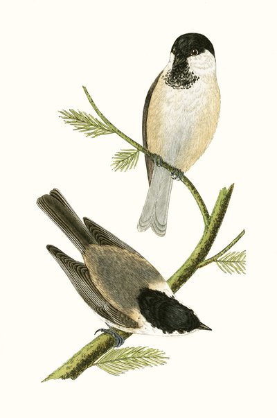 Sýkora severní, ilustrace z „Historie ptáků Evropy nepozorovaných na Britských ostrovech“ od Charlese Roberta Bree (1811-86), vydáno 1867 od English School