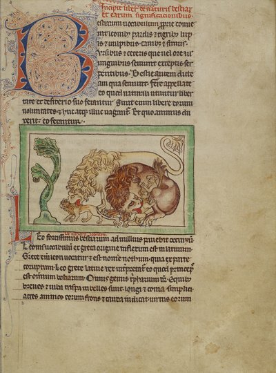 Northumberland Bestiary, cca 1250-60 (barevné lazury a inkoust na pergamenu) od English School