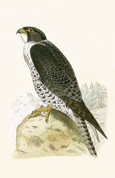 Norský Jer-Falcon, ilustrace z „Historie ptáků Evropy nepozorovaných na Britských ostrovech“ od Charlese Roberta Bree (1811-86), vydáno 1867 od English School