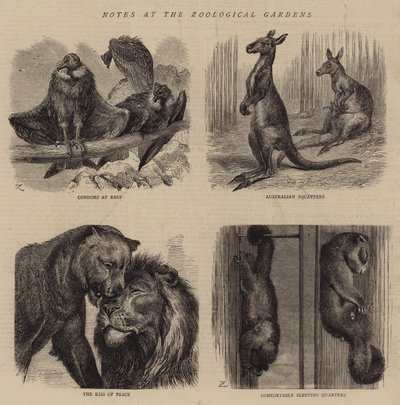 Poznámky v zoologické zahradě (rytina) od English School