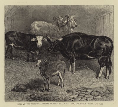 Poznámky v zoologické zahradě, Brahmin Bull, Gayal Cow a Hybrid Heifer and Calf (rytina) od English School