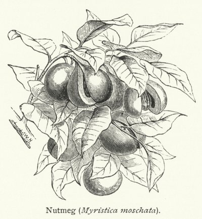Muškátový oříšek (Myristica moschata) (rytina) od English School