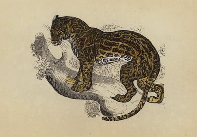 Ocelot (barevná litografie) od English School