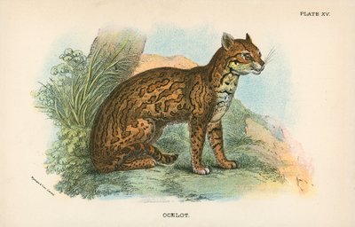 Ocelot od English School