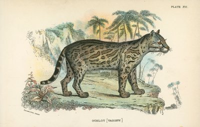 Ocelot [odrůda] od English School