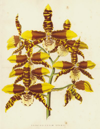 Odontoglossum Grande od English School
