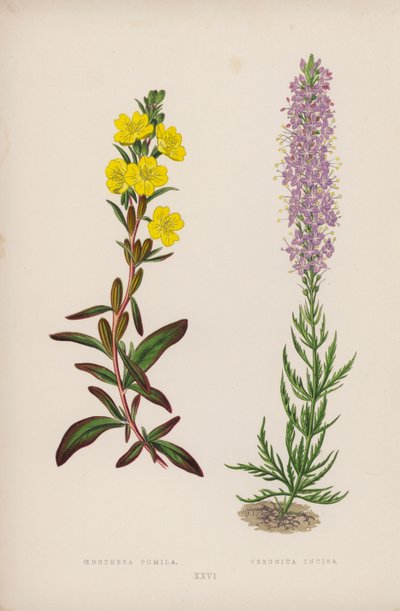 Oenothera Pumila; Veronica Incisa (barevná litografie) od English School