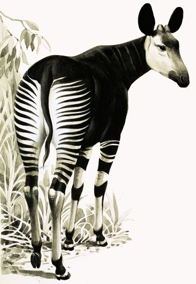 Okapi od English School