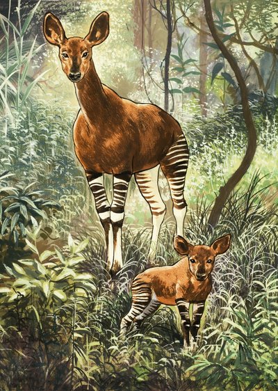 Okapis z Konga od English School