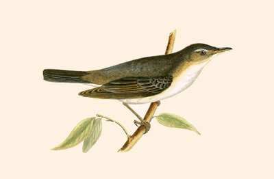 Olive Tree Warbler, ilustrace z knihy „Historie ptáků Evropy nepozorovaných na Britských ostrovech“ od Charlese Roberta Bree (1811-86), vydáno 1867 od English School