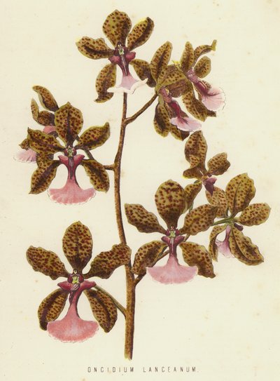 Oncidium Lanceanum (chromolit) od English School
