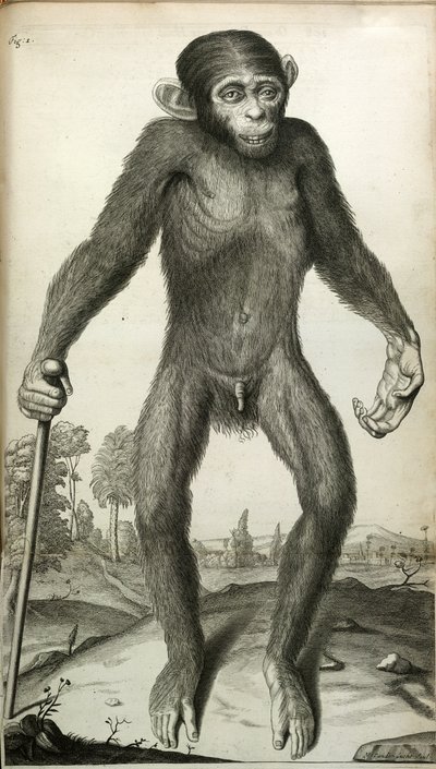 Orang-Outang, sive Homo Sylvestris: aneb, Anatomie Pygmeje ve srovnání s tou opice, opice a člověka...“, Martha E. Tyson od English School
