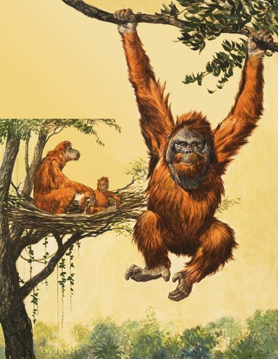 Orangutani od English School