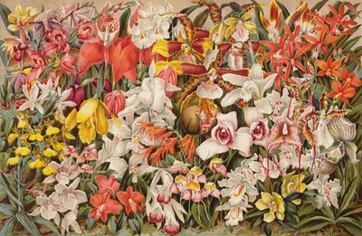 Orchidejový dům (chromolitho) od English School