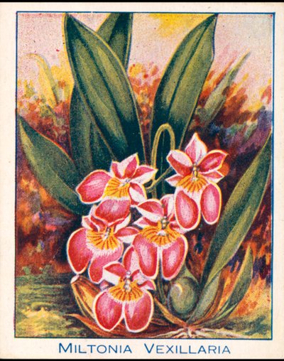 Orchideje: Miltonia Vexillaria (barevná litografie) od English School