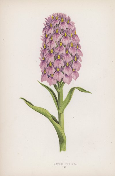 Orchis Foliosa (barva lito) od English School