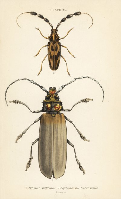 Orthomegas cinnamomeus Prionus corticinus 1 a Batus barbicornis, Lophonocerus barbicornis 2 od English School