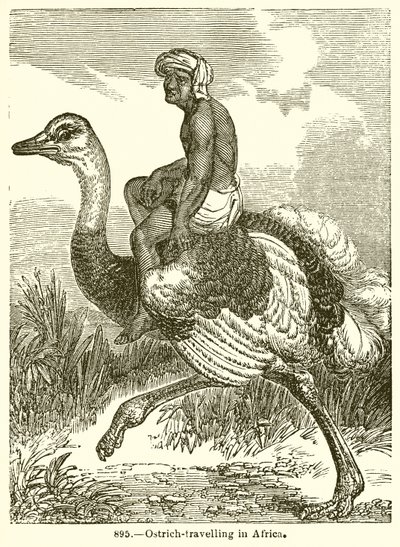 Straußenreisen in Afrika von English School