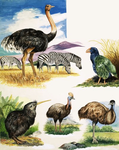 Pštros, Kiwi, Cassowary, Emu a Takahe od English School