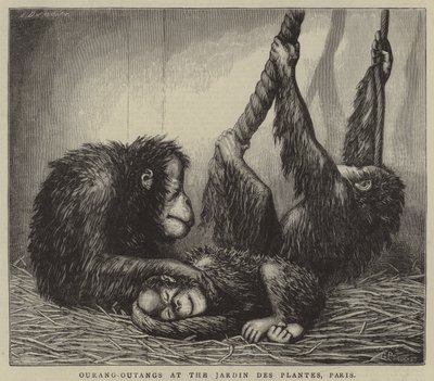 Ourang-Outangy v Jardin des Plantes, Paříž (rytina) od English School