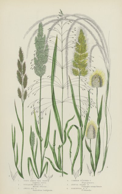 Ovate Hares Tail Grass, Spreading Millet Grass, Awned Nit Grass, Common Feather Grass (barevná litografie) od English School
