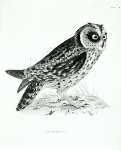 Sova, deska 3 z „Zoologie plavby H.M.S Beagle, 1832-36“ od Charlese Darwina od English School