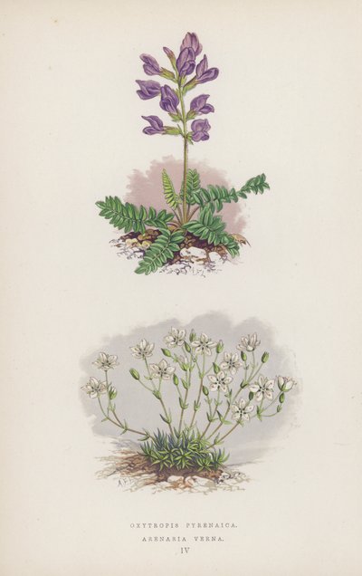 Oxytropis pyrenaica; Arenaria Verna (barevná litografie) od English School