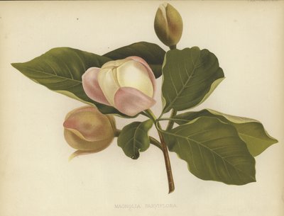 Oyama Magnolia od English School