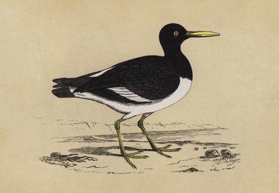 Oyster-Catcher (barva lito) od English School