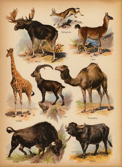 Stránka z The Little Folks’ Picture Natural History, c 1900 (chromolitho) od English School
