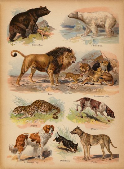Stránka z The Little Folks’ Picture Natural History, c 1900 (chromolitho) od English School