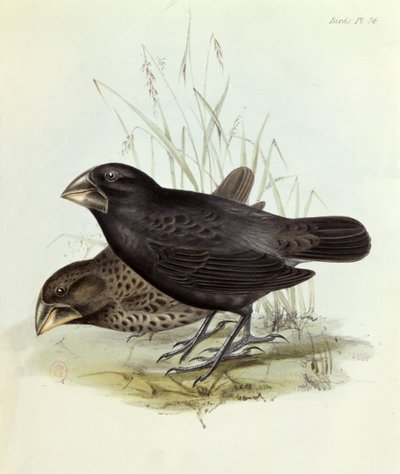 Pár Geospiza Magnirostris, z The Zoology of the Voyage of H.M.S. Bígl 1832-36 Charles Darwin (1809-92), 1840 Londýn od English School