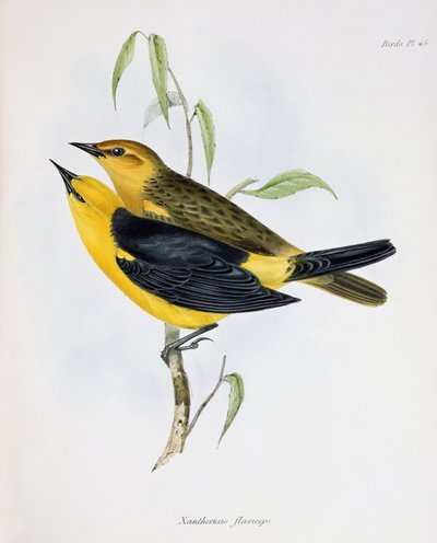 Pár Xanthornus Flaviceps, ilustrace ze Zoology of the Voyage of H.M.S. Bígl, 1832-36, Charles Darwin (1809-92), 1840 od English School