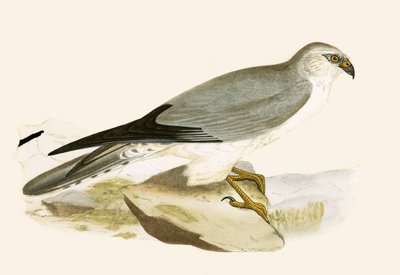 Pale Chested Harrier, ilustrace z „Historie ptáků Evropy, která nebyla pozorována na Britských ostrovech“ od Charlese Roberta Bree (1811-86), vydáno 1867 (barevně lito) od English School