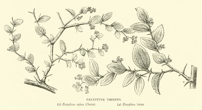 Palestinské trny od English School