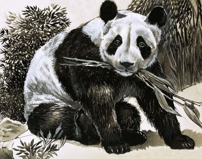Panda od English School