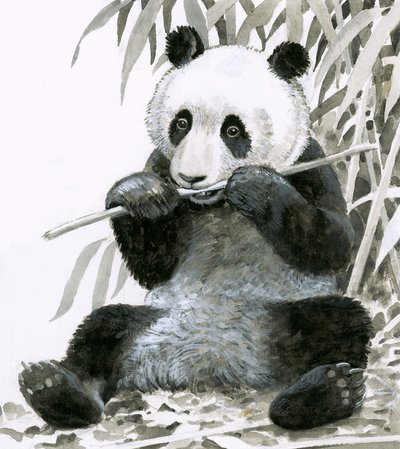 Panda žvýká bambus od English School