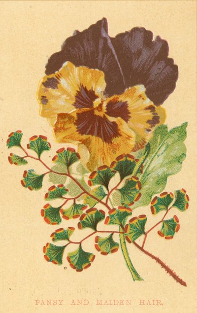 Pansy a Maiden Hair od English School