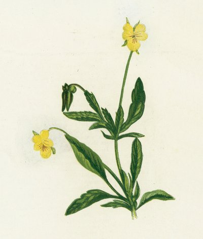 Pansy, nebo Heartsease, Viola Tricolor od English School