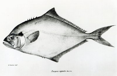 Paropsis Signata, deska 13 z „Zoologie plavby H.M.S Beagle, 1832-36“ od Charlese Darwina od English School
